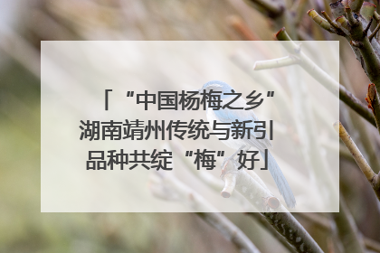 “中国杨梅之乡”湖南靖州传统与新引品种共绽“梅”好