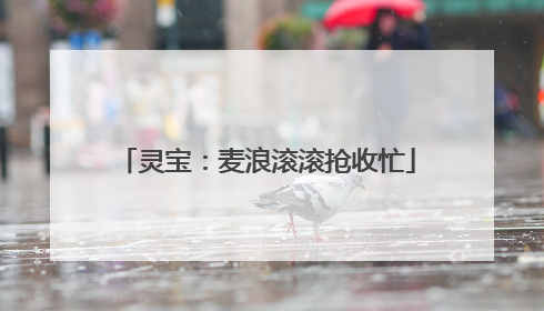 灵宝：麦浪滚滚抢收忙