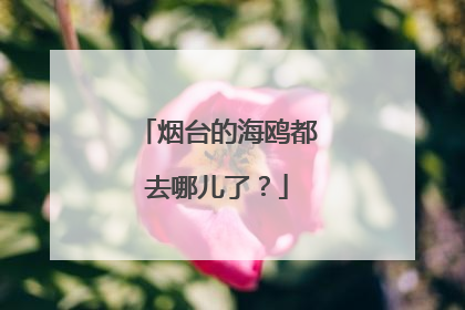 烟台的海鸥都去哪儿了？