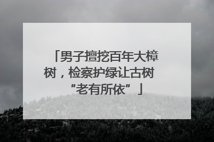 男子擅挖百年大樟树，检察护绿让古树“老有所依”