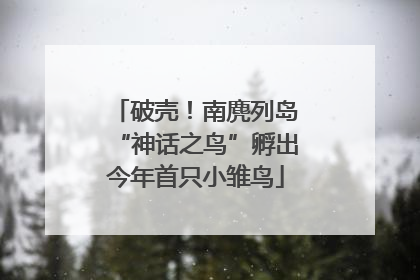 破壳！南麂列岛“神话之鸟”孵出今年首只小雏鸟