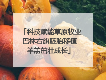 科技赋能草原牧业 巴林右旗胚胎移植羊羔茁壮成长