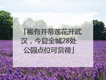 稀有并蒂莲花开武汉，今夏全城28处公园点位可赏荷