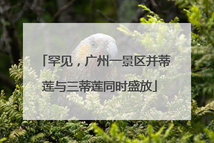 罕见，广州一景区并蒂莲与三蒂莲同时盛放