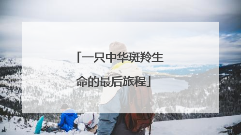 一只中华斑羚生命的最后旅程
