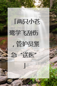 两只小苍鹭学飞刮伤，管护员紧急“送医”
