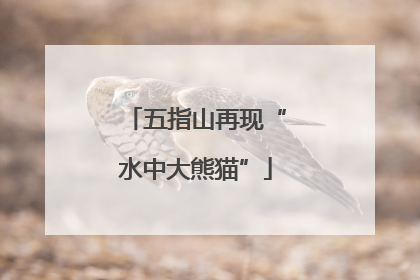 五指山再现“水中大熊猫”
