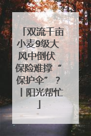 双流千亩小麦9级大风中倒伏 保险难撑“保护伞”？丨阳光帮忙