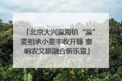 北京大兴瀛海镇“瀛”麦相承小麦丰收开镰 奏响农文旅融合新乐章