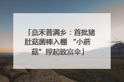 嘉禾普满乡：首批猪肚菇菌棒入棚 “小蘑菇”撑起致富伞