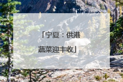 宁夏：供港蔬菜迎丰收
