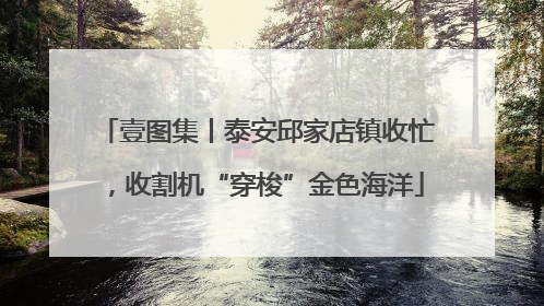 壹图集丨泰安邱家店镇收忙，收割机“穿梭”金色海洋