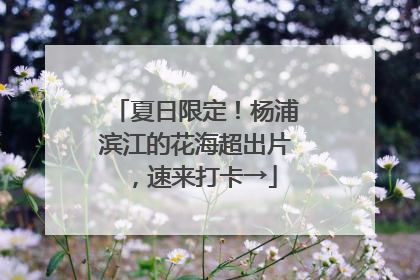 夏日限定！杨浦滨江的花海超出片，速来打卡→