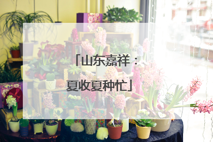 山东嘉祥：夏收夏种忙