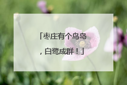 枣庄有个鸟岛，白鹭成群！