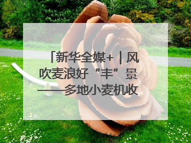 新华全媒+｜风吹麦浪好“丰”景——多地小麦机收一线见闻