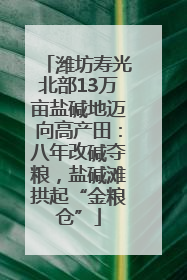 潍坊寿光北部13万亩盐碱地迈向高产田：八年改碱夺粮，盐碱滩拱起“金粮仓”