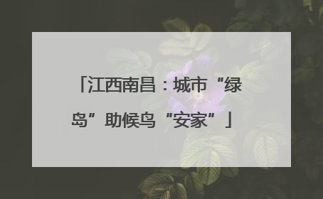 江西南昌：城市“绿岛”助候鸟“安家”