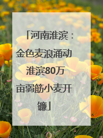 河南淮滨：金色麦浪涌动 淮滨80万亩弱筋小麦开镰
