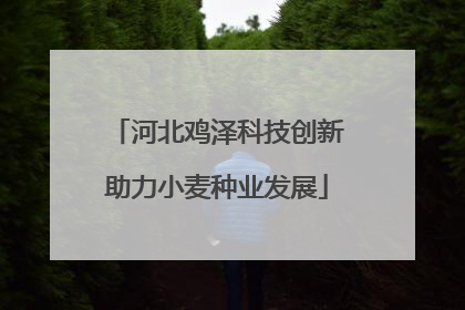 河北鸡泽科技创新助力小麦种业发展