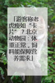 游客称老虎瘦如“卡片”？北京动物园：体重正常，饲料能保障营养需求
