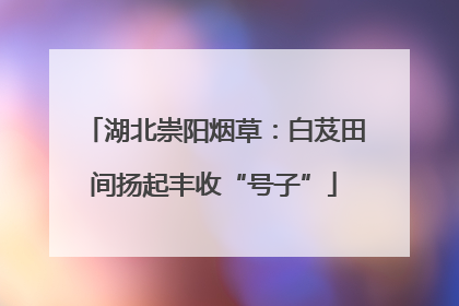 湖北崇阳烟草：白芨田间扬起丰收“号子”