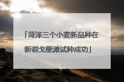 菏泽三个小麦新品种在新疆戈壁滩试种成功