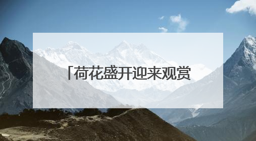 荷花盛开迎来观赏期！济南这12处赏花地你可知？