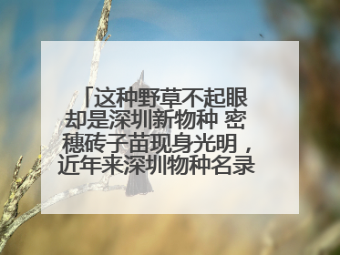 这种野草不起眼 却是深圳新物种 密穗砖子苗现身光明，近年来深圳物种名录不断刷新