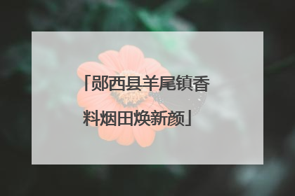 郧西县羊尾镇香料烟田焕新颜