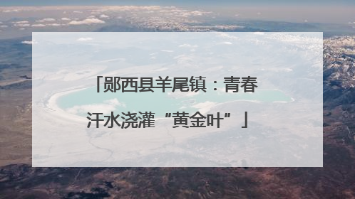 郧西县羊尾镇：青春汗水浇灌“黄金叶”