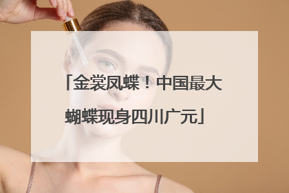 金裳凤蝶！中国最大蝴蝶现身四川广元