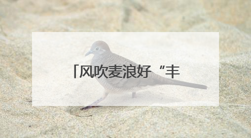 风吹麦浪好“丰”景——多地小麦机收一线见闻