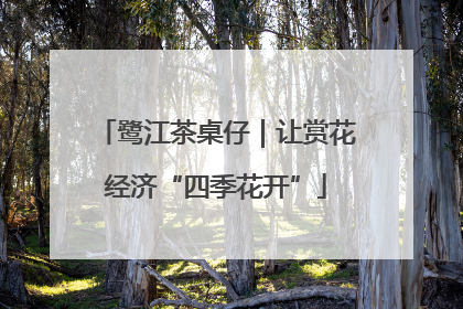鹭江茶桌仔｜让赏花经济“四季花开”