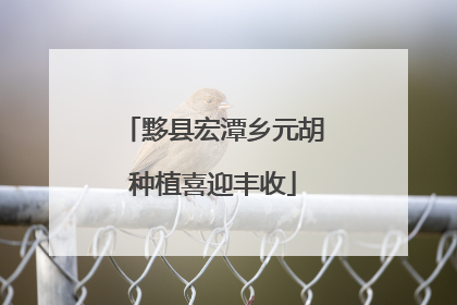 黟县宏潭乡元胡种植喜迎丰收